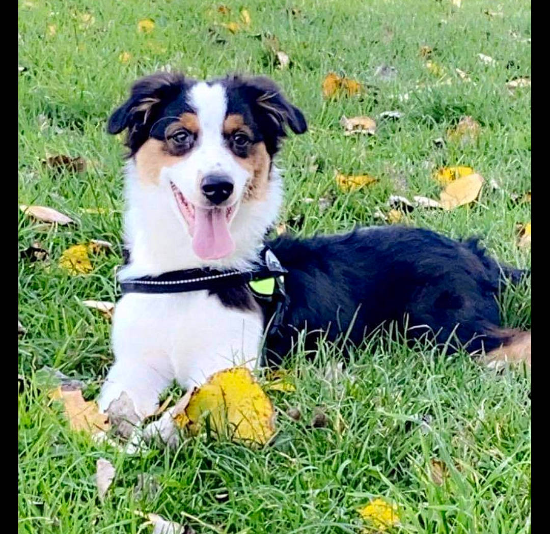 Oli participe au concours pour gagner de l'argent avec cette photo : australian_shepherd, canidae, carnivore, collar, companion_dog, dog, dog_breed, grass, happy, herding_dog, lawn, natural_landscape, plant, puppy, rectangle, snout, sporting_group, terrier, working_animal, working_dog
