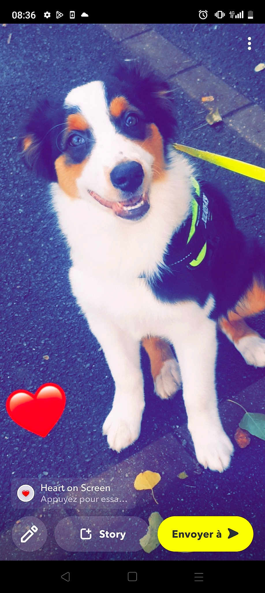Oli