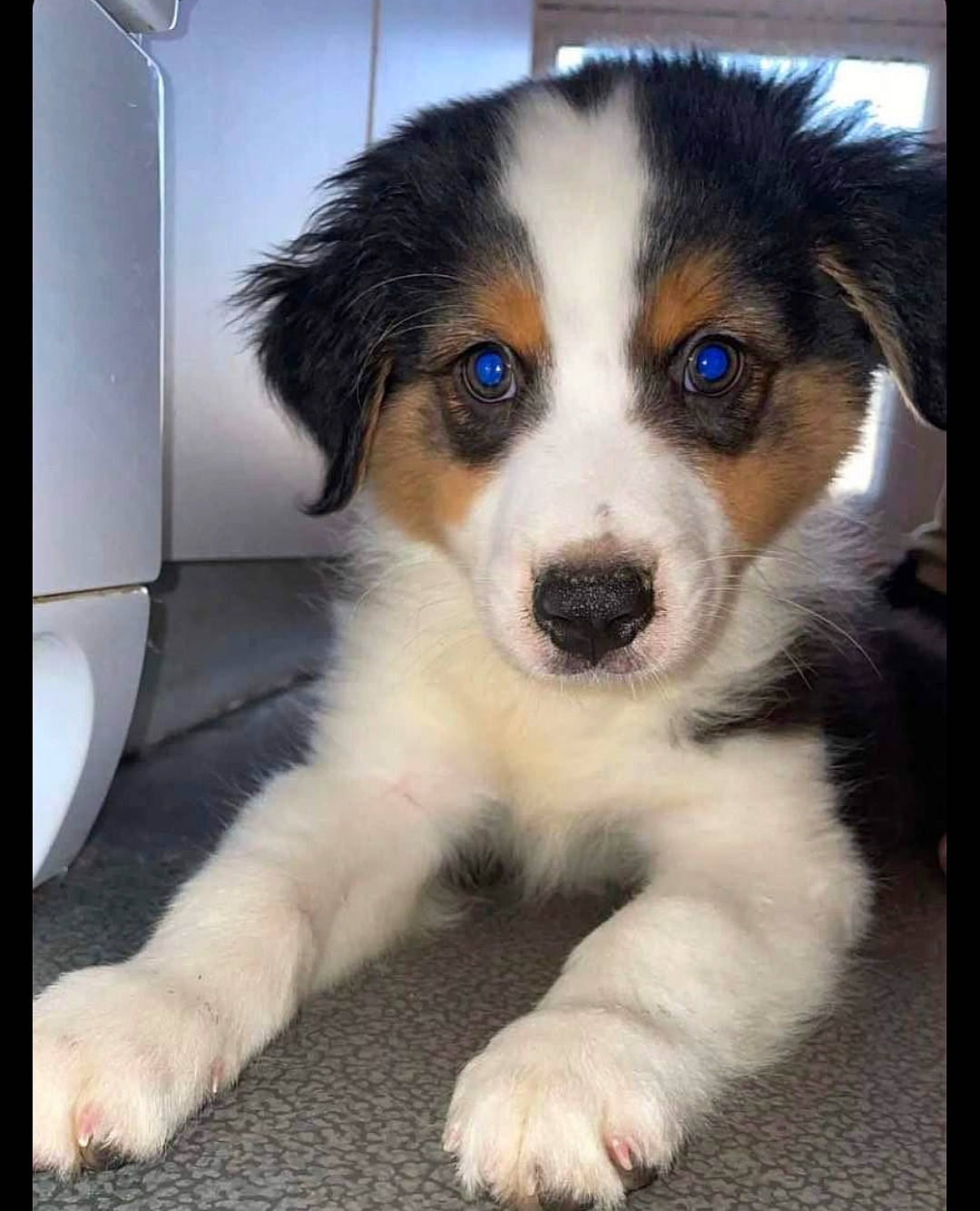 Oli a rejoint le concours — aidez-le/la à gagner de superbes lots ! australian_shepherd, ball, beaglier, canidae, carnivore, companion_dog, dog, dog_breed, door, fur, herding_dog, sporting_group, terrestrial_animal, whiskers, working_animal, working_dog