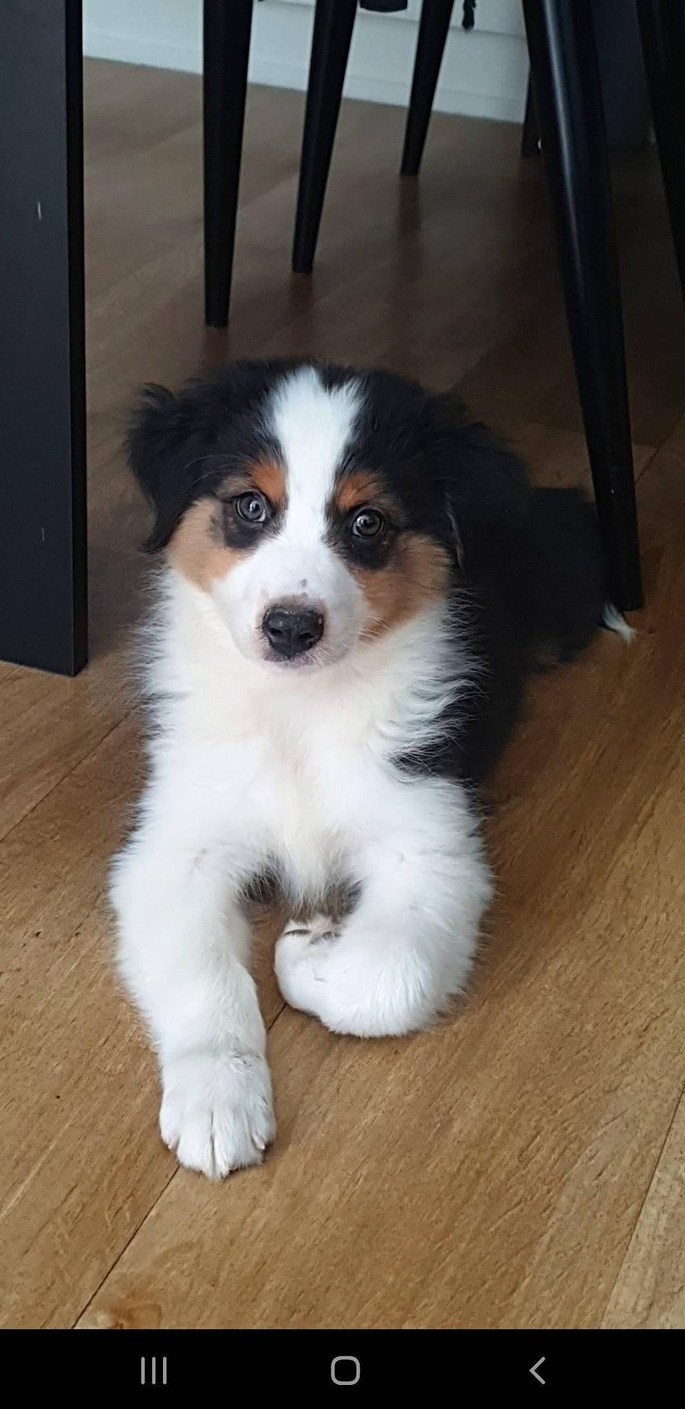 Oli a rejoint le concours — aidez-le/la à gagner de superbes lots ! canidae, carnivore, companion_dog, dog, dog_breed, flooring, fur, hardwood, plank, sporting_group, terrestrial_animal, toy_dog, varnish, whiskers, wood, wood_flooring, wood_stain, working_animal, working_dog