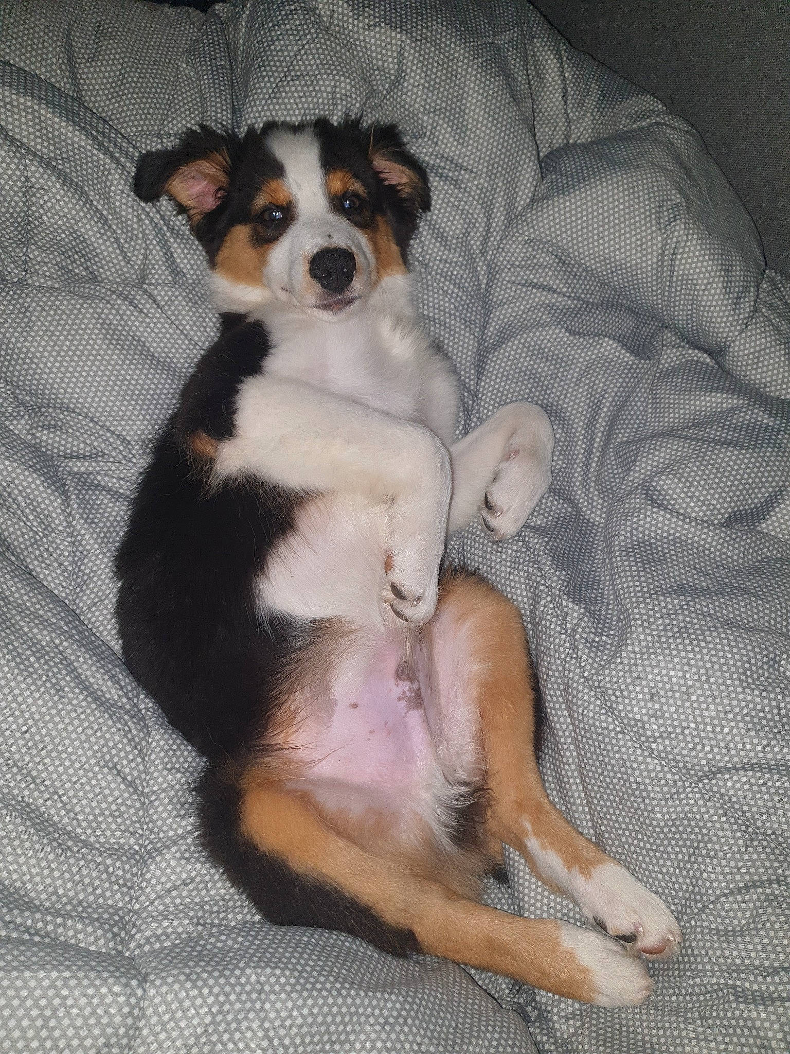 Oli participe au concours pour gagner de l'argent avec cette photo : canidae, carnivore, comfort, companion_dog, dog, dog_breed, fawn, foot, fur, irishjacks, paw, puppy, snout, sporting_group, terrestrial_animal, terrier, toy_dog, whiskers, working_animal