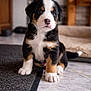puppy, dog, indoor, floor, pet, cute, animal, young, fur, black, white, brown, sitting, curious, paw, closeup, portrait, home, cozy, adorable