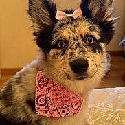 Blue a rejoint le concours — aidez-le/la à gagner de superbes lots ! adorable, animal, blanket, blue_eyes, bow, closeup, cute, dog, fluffy, friendly, fur, home, indoor, looking_at_camera, pet, pink_bandana, portrait, puppy, sitting, wood_floor