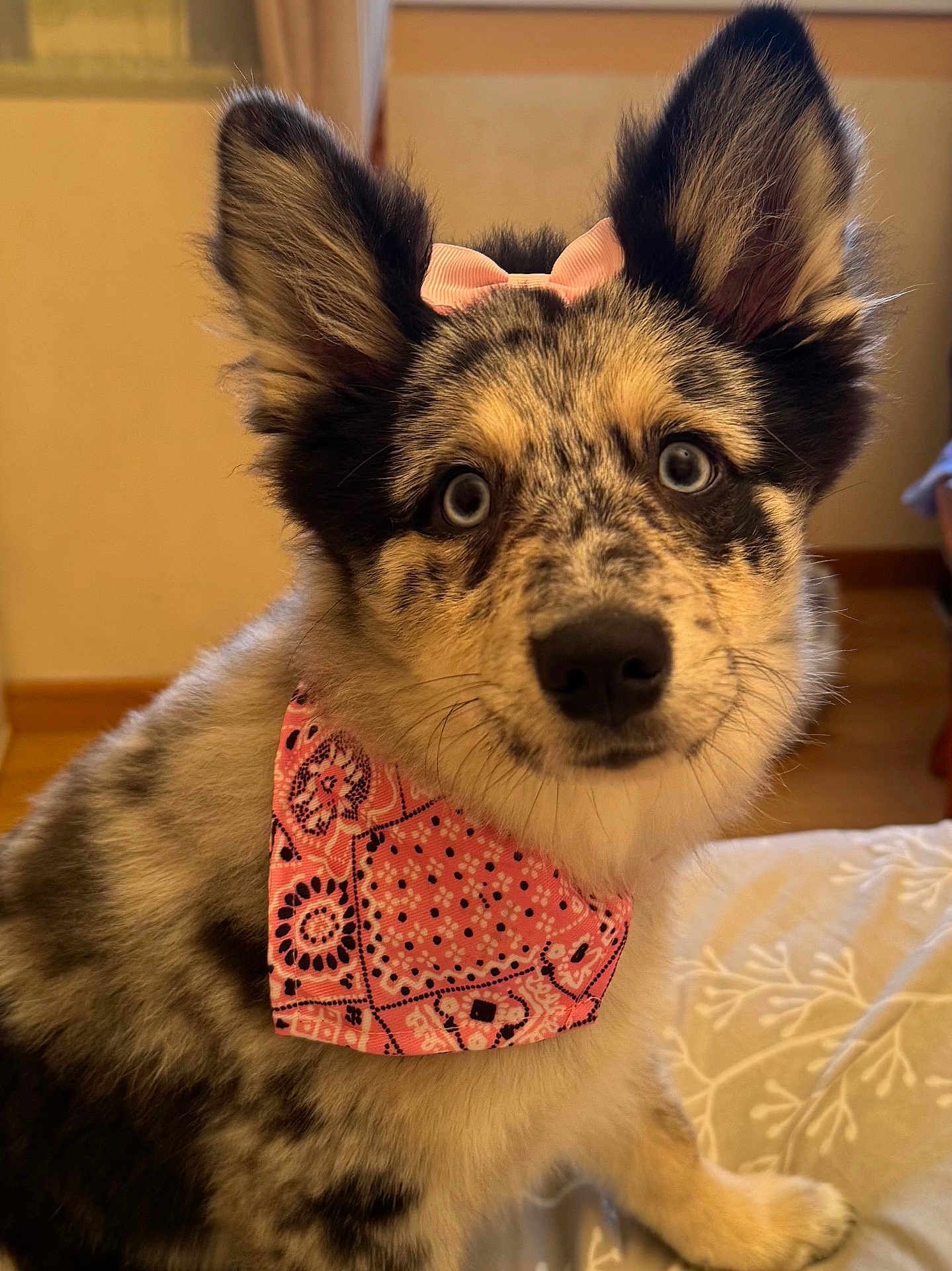 Blue a rejoint le concours — aidez-le/la à gagner de superbes lots ! adorable, animal, blanket, blue_eyes, bow, closeup, cute, dog, fluffy, friendly, fur, home, indoor, looking_at_camera, pet, pink_bandana, portrait, puppy, sitting, wood_floor