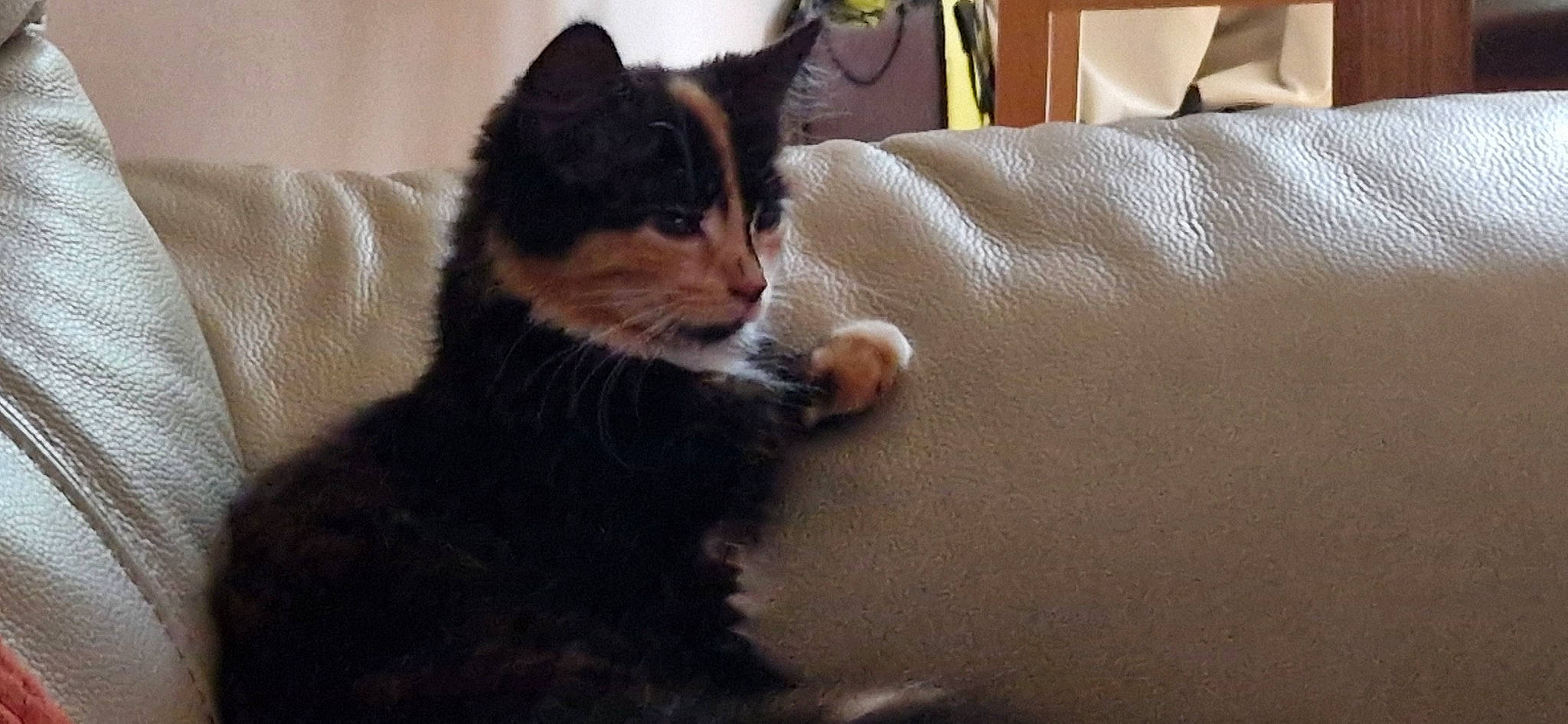 Charlotte is registered to the contest to win money with this photo: brown, carnivore, cat, cat_supply, claw, comfort, domestic_short_haired_cat, felidae, flooring, fur, linens, room, small_to_medium_sized_cats, snout, tail, terrestrial_animal, tree, whiskers, window, wood