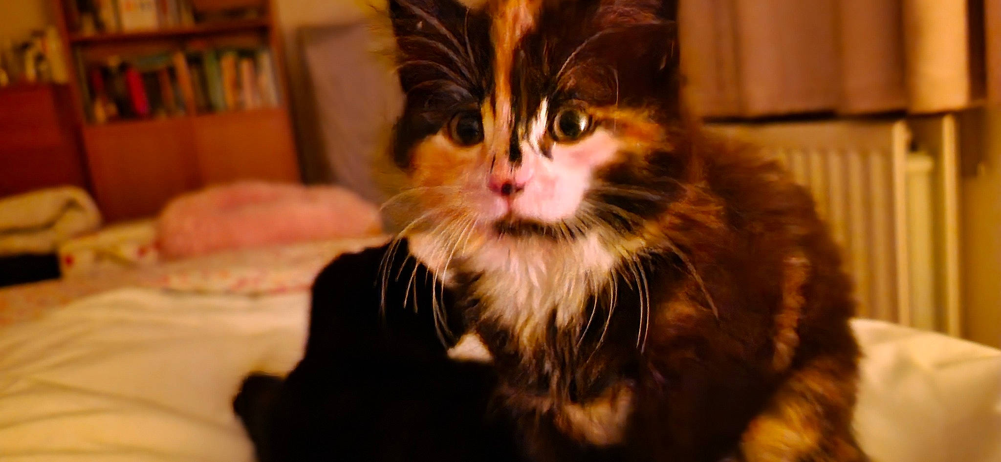 Charlotte is registered to the contest to win money with this photo: black_cat, bookcase, carnivore, cat, claw, comfort, domestic_short_haired_cat, felidae, fur, lap, paw, sitting, small_to_medium_sized_cats, snout, tail, whiskers, window