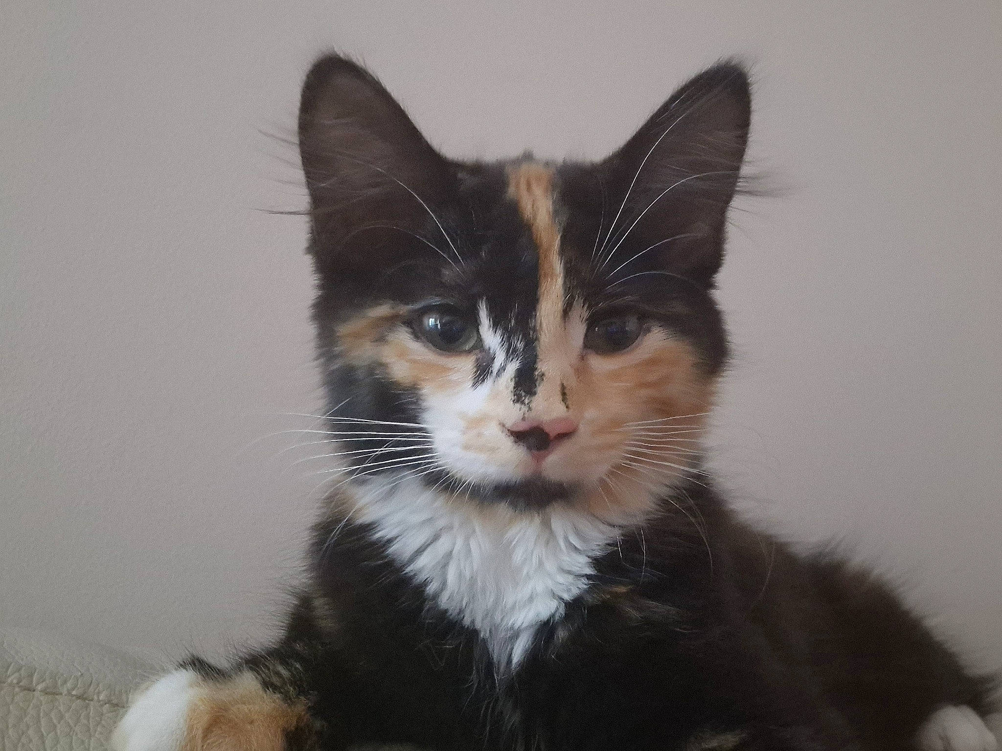 Charlotte joined the competition — help win amazing prizes! black_cat, carnivore, cat, claw, domestic_short_haired_cat, ear, felidae, fur, iris, paw, small_to_medium_sized_cats, snout, tail, terrestrial_animal, toy, whiskers, window