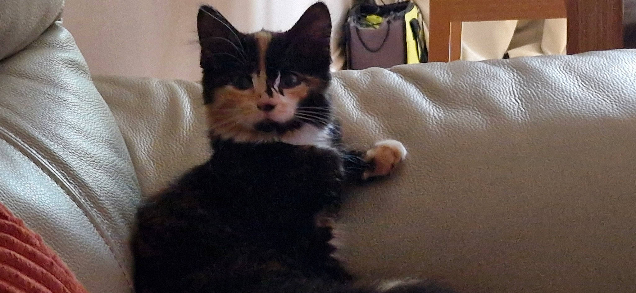 Charlotte joined the competition — help win amazing prizes! bag, bed, black_cat, box, carnivore, cat, claw, comfort, domestic_short_haired_cat, felidae, flooring, fur, linens, paw, room, sitting, small_to_medium_sized_cats, snout, tail, whiskers