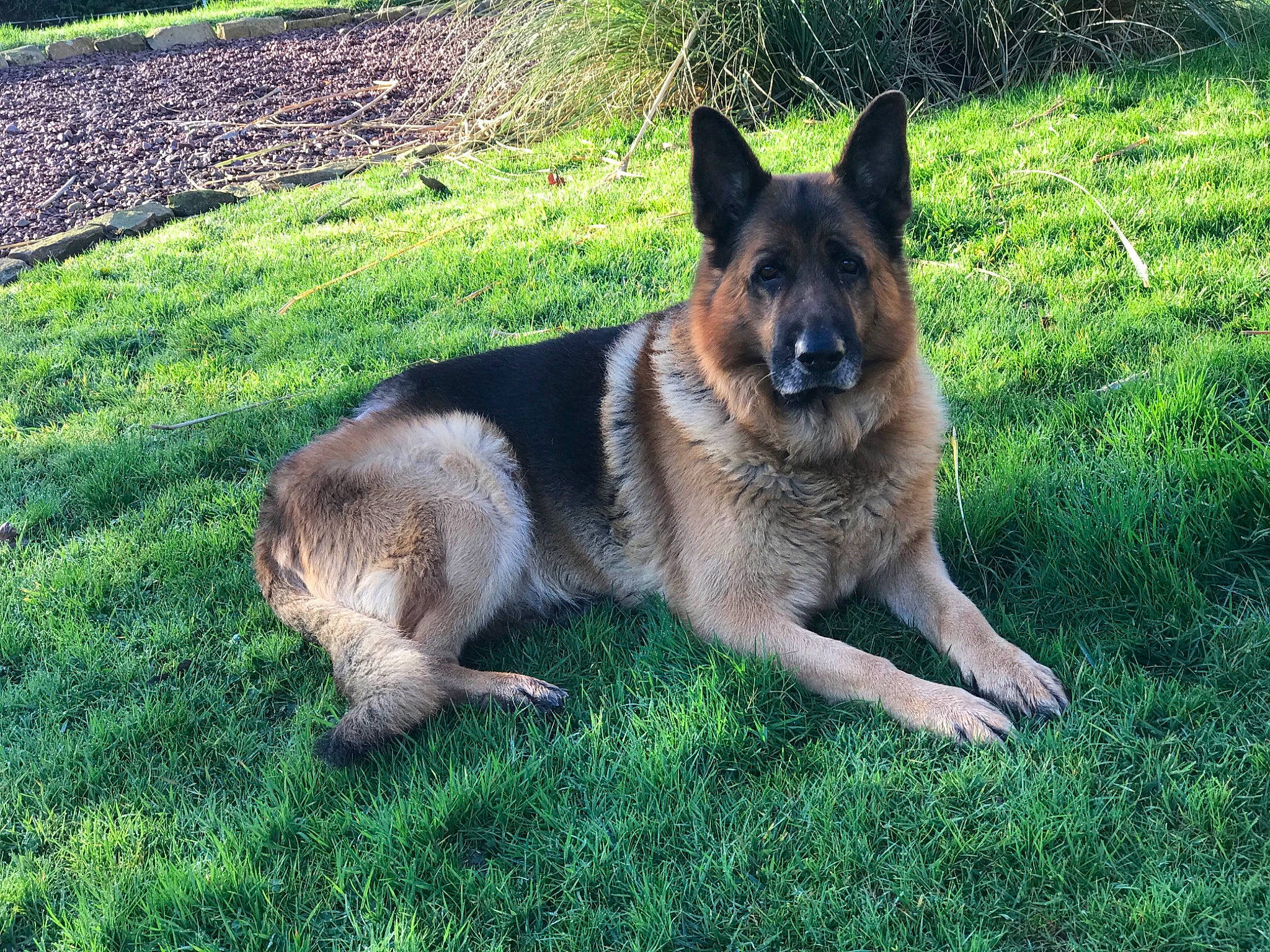 Gangster a rejoint le concours — aidez-le/la à gagner de superbes lots ! canidae, canis, carnivore, companion_dog, dog, dog_breed, east_european_shepherd, fawn, german_shepherd_dog, grass, groundcover, guard_dog, herding_dog, king_shepherd, old_german_shepherd_dog, plant, sporting_group, tail, terrestrial_animal, working_dog