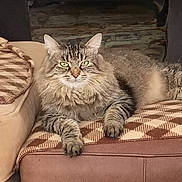 Winston is registered to the contest to win money with this photo: cat, tabby_cat, long_hair, green_eyes, whiskers, paw, cushion, pillow, sofa, upholstery, living_room, furniture, indoor, pet, lounging, relaxed, fur, portrait, cozy, patterned_fabric