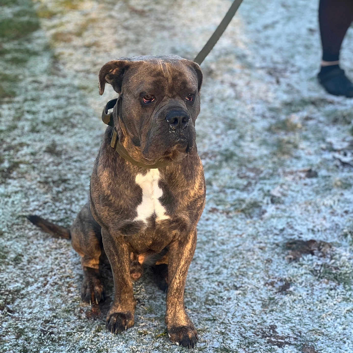 Blu joined the competition — help win amazing prizes! accessories, animal, boxer, bulldog, canine, clothing, dog, footwear, frenchbulldog, hound, leash, person, pet, pitbull, puppy, rope, shoe, snout, strap, walkingdog