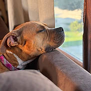 Nala joined the competition — help win amazing prizes! dog, resting, couch, window, sunlight, indoor, relaxed, brown_dog, pet, collar, furniture, curtain, side_view, close_up, sleepy, domestic_animal, cozy, nose, ear, peaceful