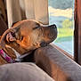 dog, resting, couch, window, sunlight, indoor, relaxed, brown_dog, pet, collar, furniture, curtain, side_view, close_up, sleepy, domestic_animal, cozy, nose, ear, peaceful