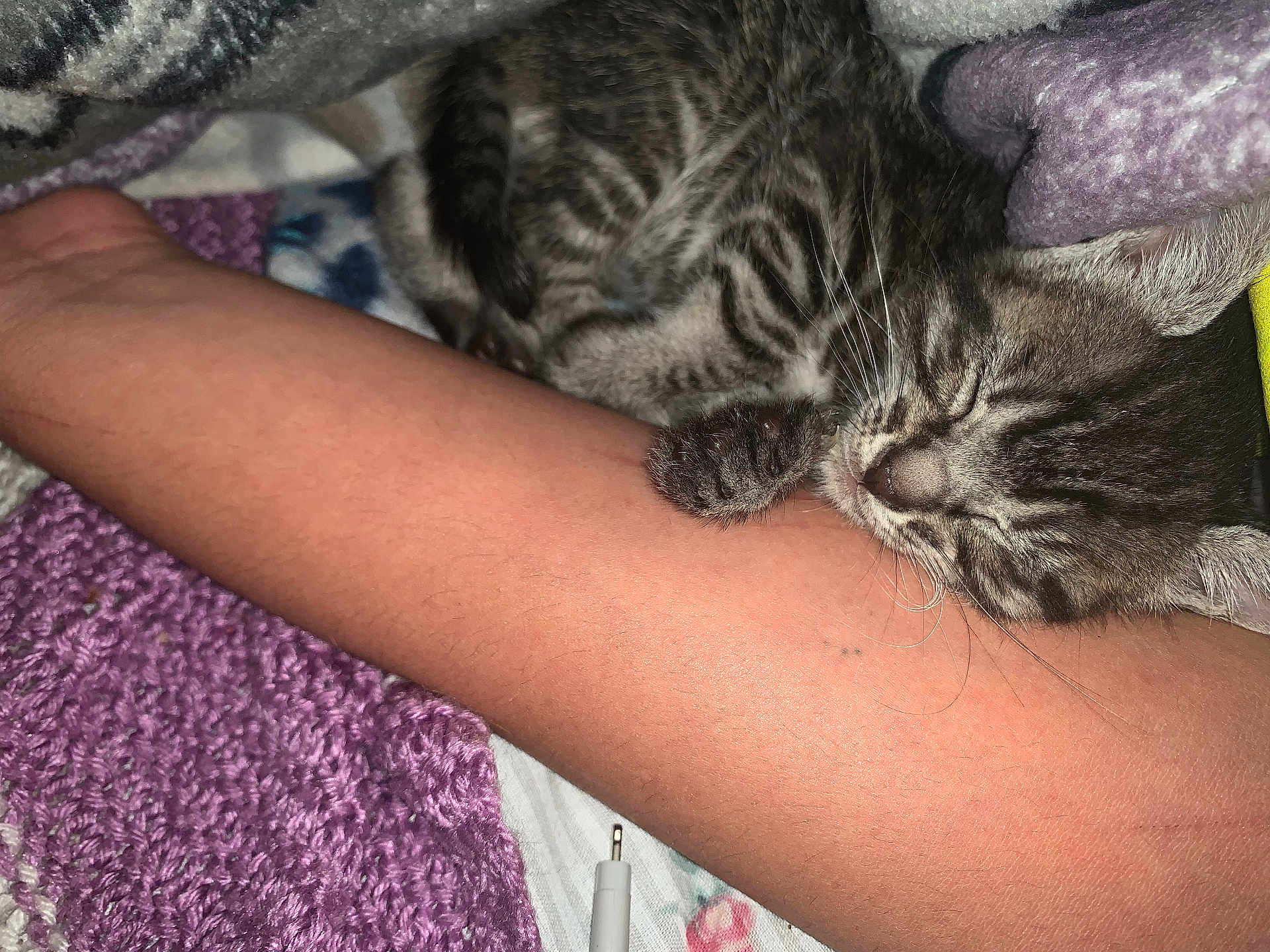 Meow Meow joined the competition — help win amazing prizes! kitten, cat, sleeping, arm, paw, blanket, purple, knit, cozy, rest, fur, striped, pet, cute, indoor, soft, relaxation, snuggle, human, nap