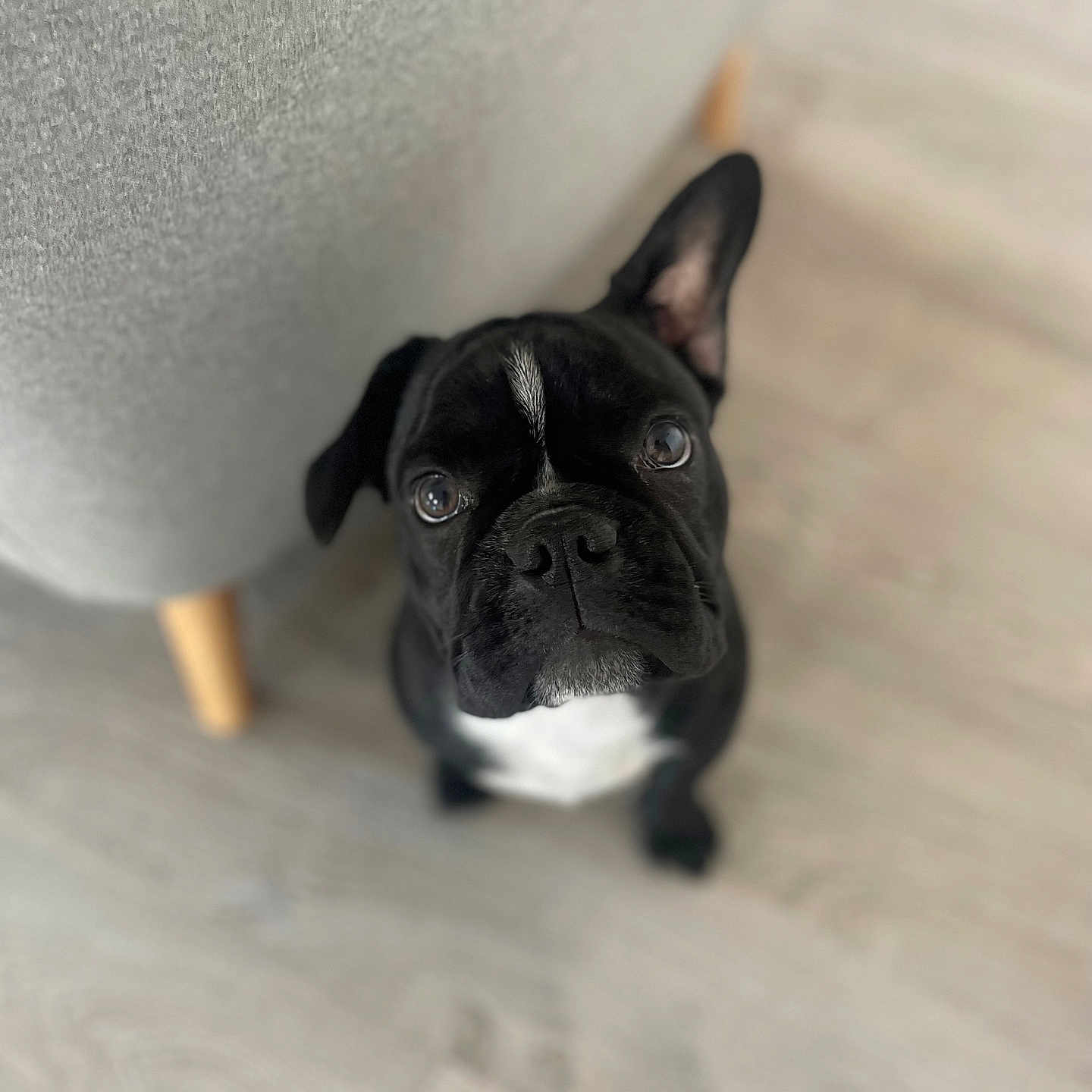 Aika a rejoint le concours — aidez-le/la à gagner de superbes lots ! animal, bostonbull, boxer, bulldog, canine, dog, frenchbulldog, pet, pitbull, pug, puppy, snout