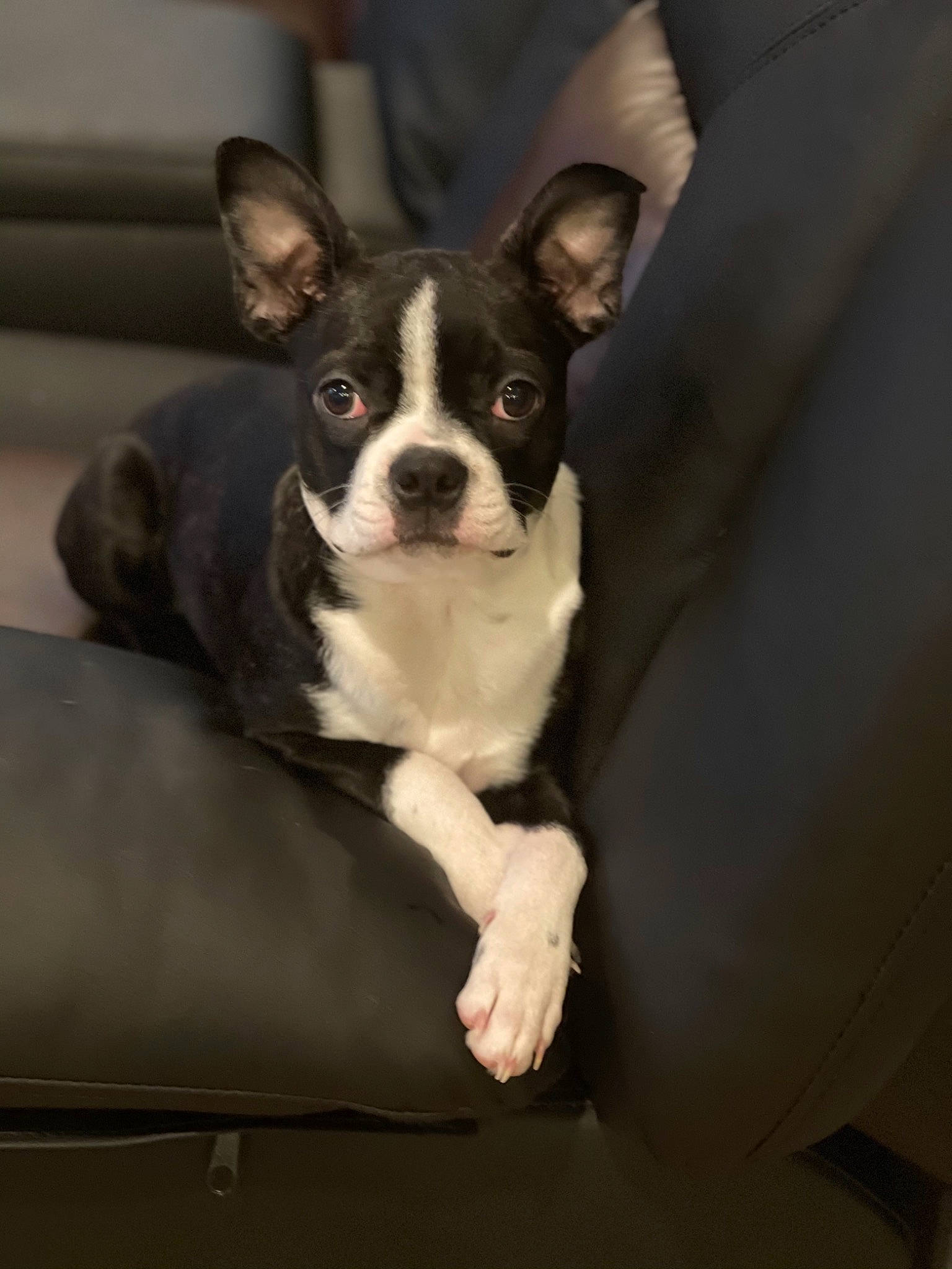 Jasmine is registered to the contest to win money with this photo: boston_terrier, canidae, carnivore, collar, companion_dog, couch, dog, dog_breed, mammal, non_sporting_group, paw, snout, sporting_group, tail, terrier, vertebrate, whiskers, working_animal, working_dog