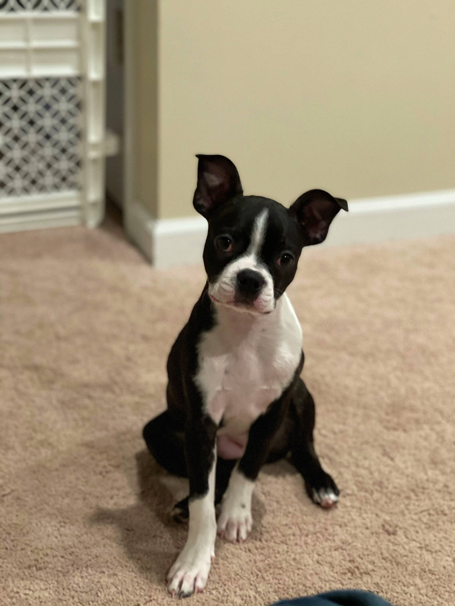 Jasmine joined the competition — help win amazing prizes! black, boston_terrier, canidae, carnivore, companion_dog, dog, dog_breed, floor, flooring, foot, non_sporting_group, paw, pet_supply, puppy, shadow, snout, sporting_group, tail, terrestrial_animal, working_animal