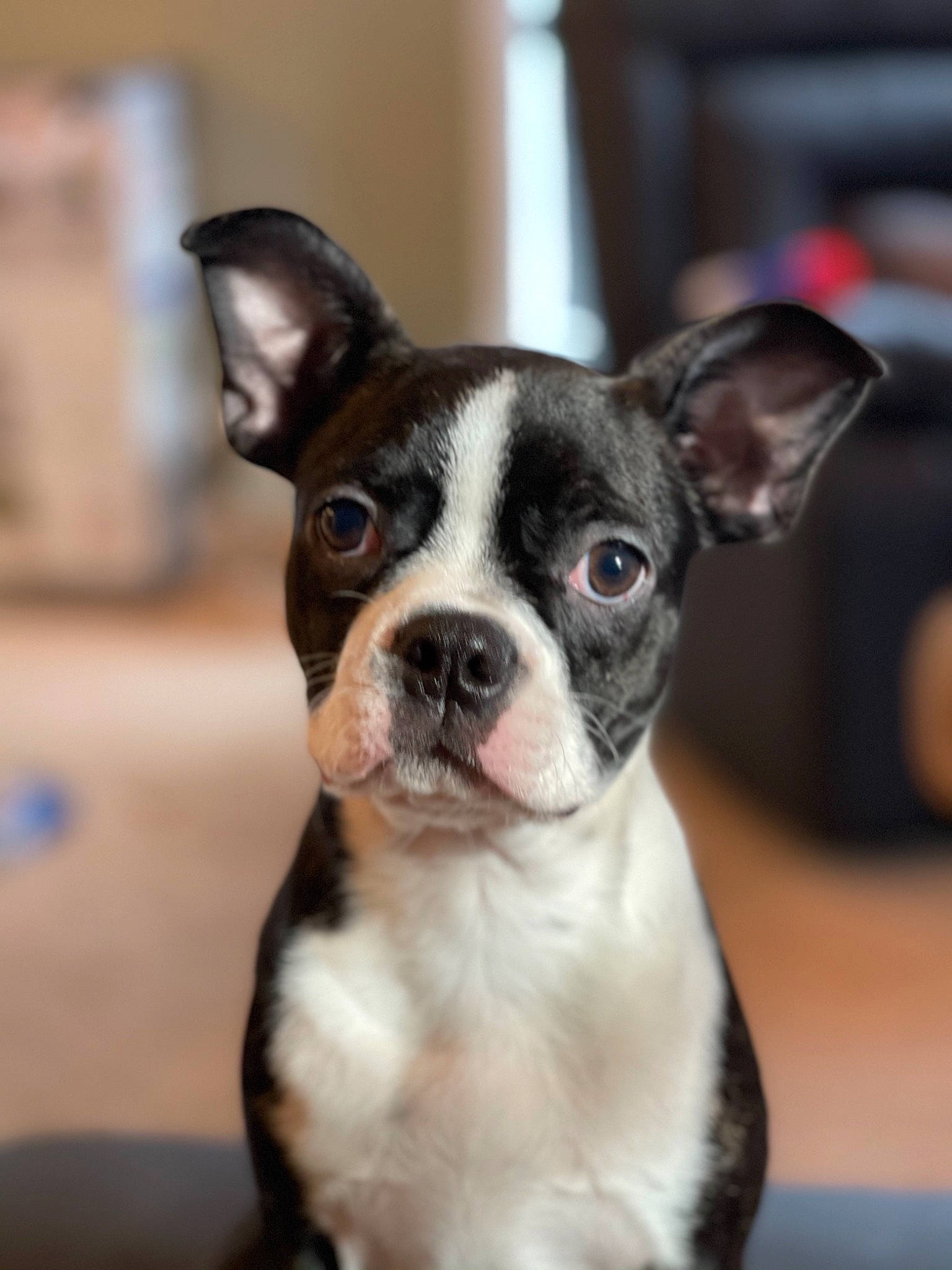 Jasmine is registered to the contest to win money with this photo: boston_terrier, canidae, carnivore, collar, companion_dog, dog, dog_breed, fawn, french_bulldog, liver, neck, non_sporting_group, organ, snout, sporting_group, terrestrial_animal, toy_dog, vertebrate, whiskers, working_animal