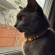 Lucky joined the competition — help win amazing prizes! backyard, cat, close_up, collar, ear, feline, fur, gaze, gold_collar, gray_cat, house, indoor, pet, portrait, profile, tree, whiskers, window, window_screen, wooden_fence