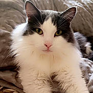 Ruby joined the competition — help win amazing prizes! animal, blanket, cat, closeup, cozy, ears, face, feline, fluffy, fur, gray, indoor, paws, pet, portrait, relaxed, resting, soft, whiskers, white