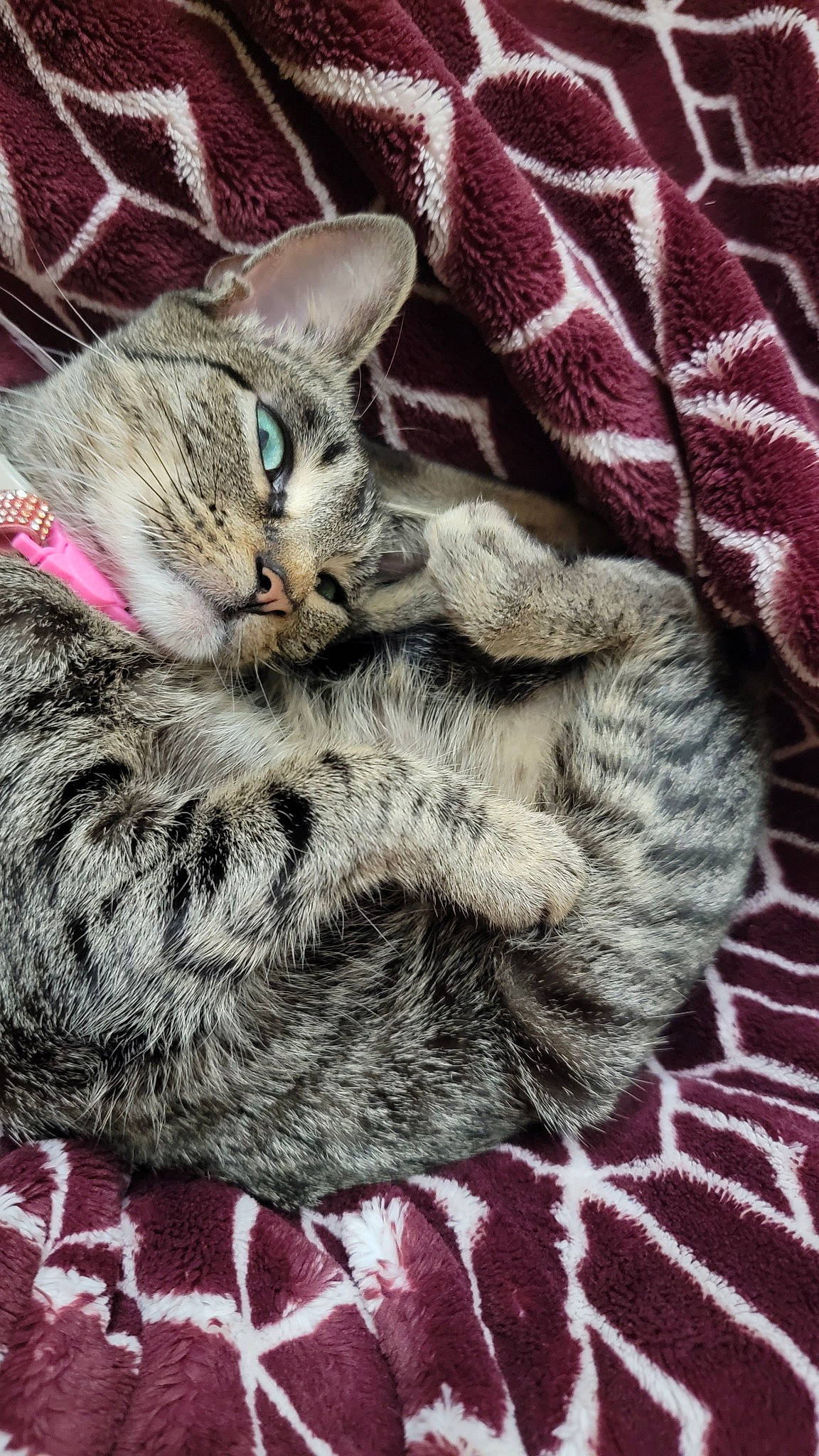 Sadie joined the competition — help win amazing prizes! carnivore, cat, claw, comfort, domestic_short_haired_cat, felidae, fur, grey, nap, pattern, paw, small_to_medium_sized_cats, snout, tail, terrestrial_animal, tree, whiskers, woven_fabric