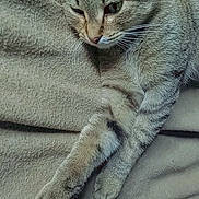 Mango joined the competition — help win amazing prizes! cat, tabby, pet, animal, feline, whiskers, ears, paw, fur, relaxed, sleepy, blanket, indoor, closeup, cute, resting, cozy, soft, domestic, mammal