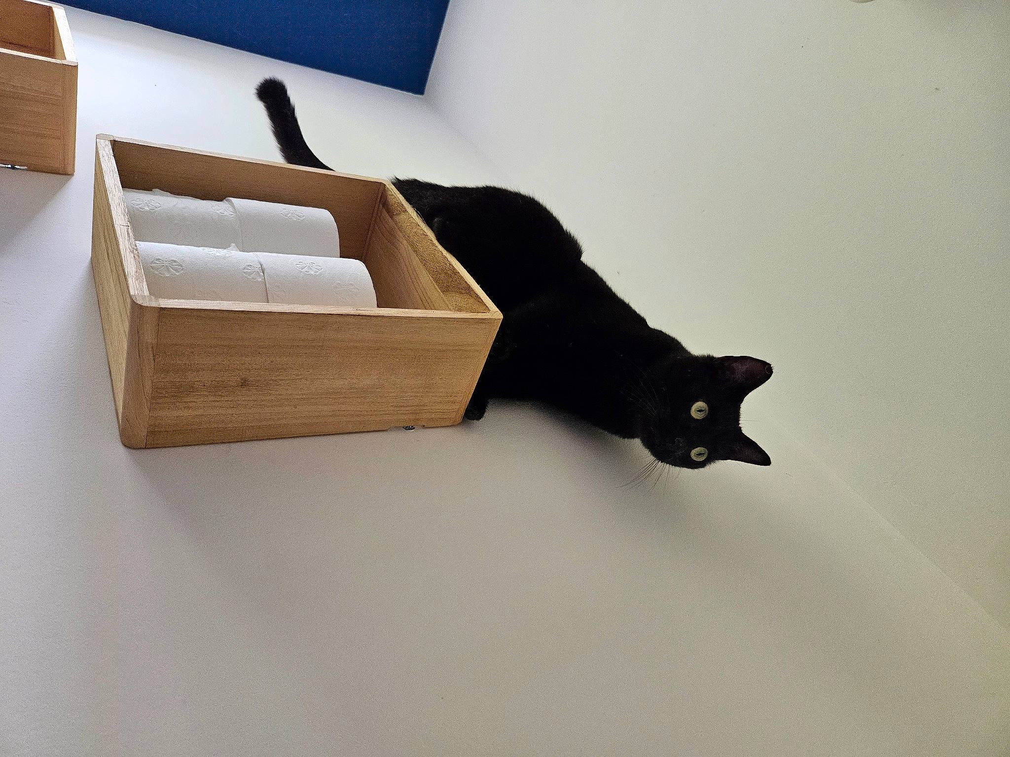 Boudin participe au concours pour gagner de l'argent avec cette photo : carnivore, cat, comfort, felidae, flooring, hardwood, home_accessories, linens, packing_materials, paper, paper_product, pet_supply, plywood, rectangle, room, shelving, small_to_medium_sized_cats, tail, wood, wood_stain