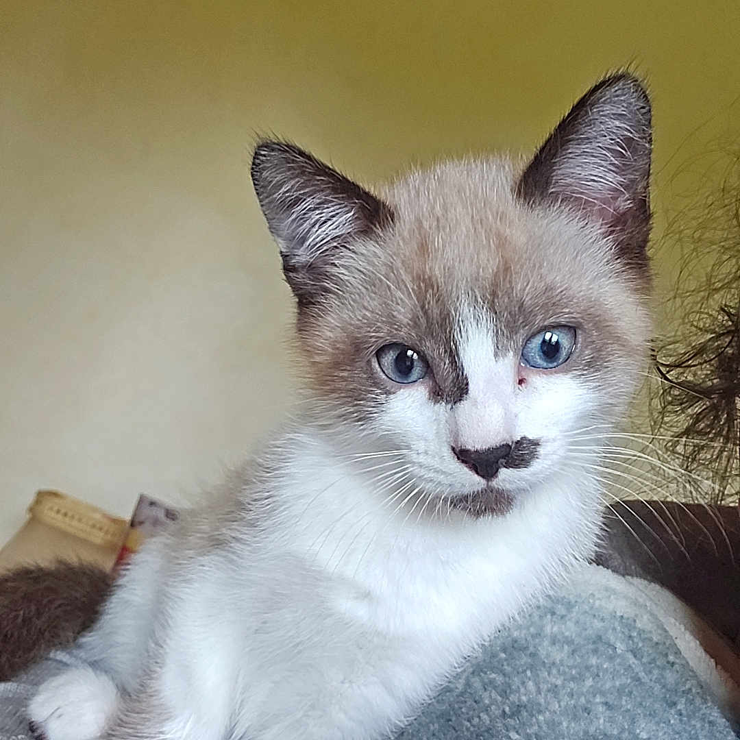 Milko