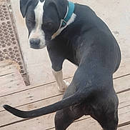 Andrea Jordan is registered to the contest to win money with this photo: dog, black_and_white, collar, outdoor, wooden_deck, concrete, tail, pet, canine, looking_back, fur, animal, standing, four_legs, ears, snout, paws, companion, domestic_animal, alert