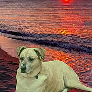Utopia a rejoint le concours — aidez-le/la à gagner de superbes lots ! dog, beach, sunset, ocean, sand, bandage, water, sky, clouds, relaxed, animal, nature, landscape, calm, outdoor, pet, sun, horizon, twilight, serene