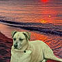 dog, beach, sunset, ocean, sand, bandage, water, sky, clouds, relaxed, animal, nature, landscape, calm, outdoor, pet, sun, horizon, twilight, serene