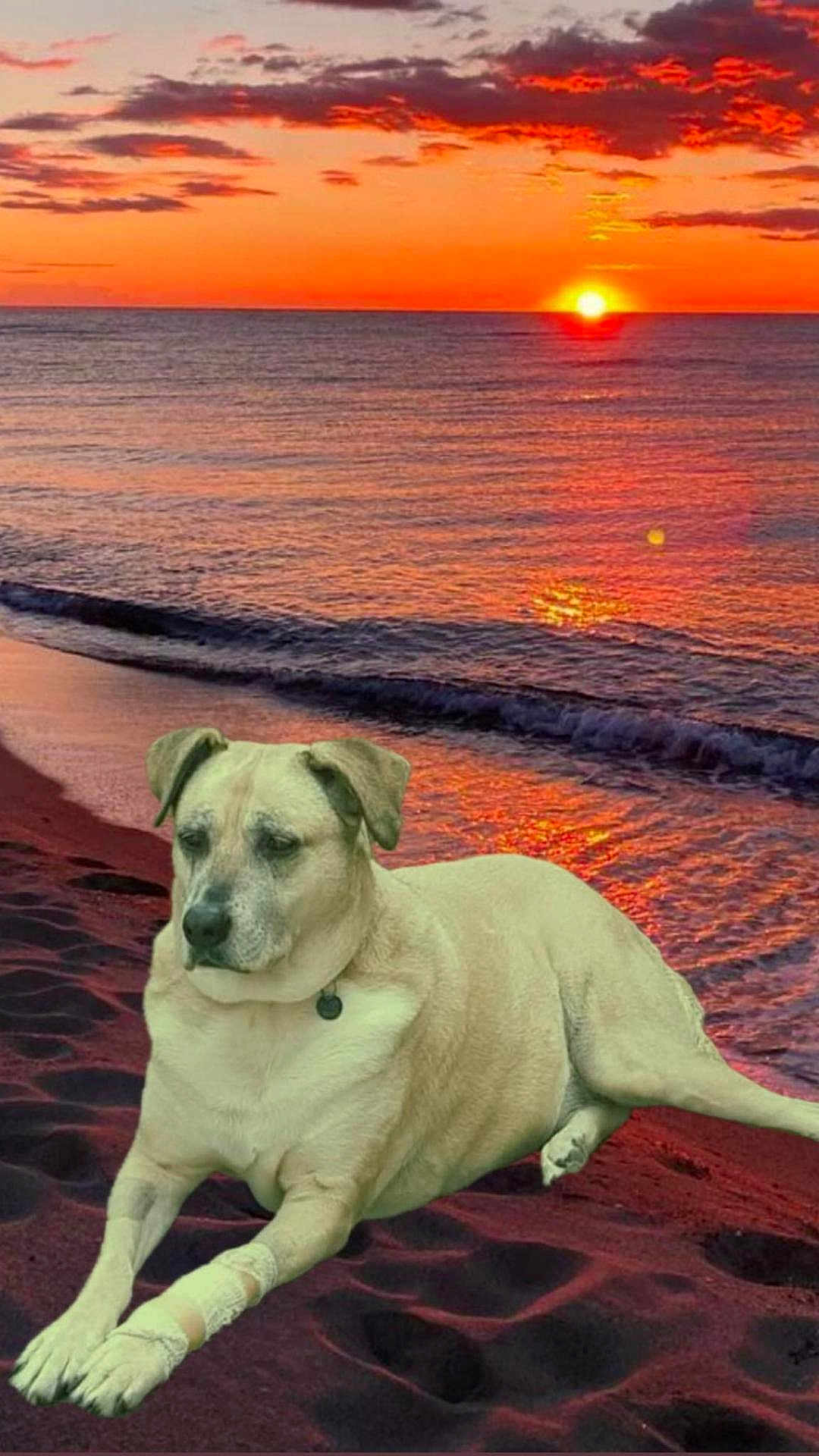 Utopia a rejoint le concours — aidez-le/la à gagner de superbes lots ! dog, beach, sunset, ocean, sand, bandage, water, sky, clouds, relaxed, animal, nature, landscape, calm, outdoor, pet, sun, horizon, twilight, serene
