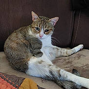 Tigrou a rejoint le concours — aidez-le/la à gagner de superbes lots ! animal, brown, cat, comfort, couch, cozy, ears, fur, furniture, home, indoor, mammal, pet, quilt, relaxed, resting, stretching, tabby, tail, whiskers