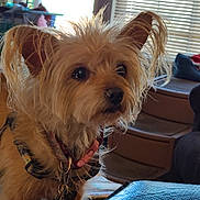 Marybelle is registered to the contest to win money with this photo: dog, small_dog, shaggy, long_hair, tan_fur, brown_fur, floppy_ears, dark_eyes, black_nose, collar, pet, portrait, close_up, indoors, window, blinds, furniture, wood, cozy, animal