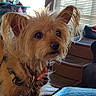 dog, small_dog, shaggy, long_hair, tan_fur, brown_fur, floppy_ears, dark_eyes, black_nose, collar, pet, portrait, close_up, indoors, window, blinds, furniture, wood, cozy, animal