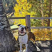 Athena joined the competition — help win amazing prizes! dog, autumn, fall, yellow_leaves, tree, wooden_fence, log, outdoor, sunlight, nature, smiling_dog, pet, canine, collar, leash, park, forest, seasonal, scenery, happy