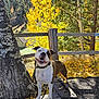 dog, autumn, fall, yellow_leaves, tree, wooden_fence, log, outdoor, sunlight, nature, smiling_dog, pet, canine, collar, leash, park, forest, seasonal, scenery, happy