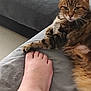 Houpette a rejoint le concours — aidez-le/la à gagner de superbes lots ! abyssinian, animal, ankle, barefoot, blanket, bodypart, cat, clothing, couch, finger, furniture, hand, hardwood, heel, kitten, manx, person, pet, toe, wood