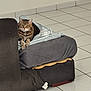 Houpette a rejoint le concours — aidez-le/la à gagner de superbes lots ! abyssinian, animal, architecture, armchair, blanket, building, canine, cat, chair, couch, dog, dogbed, furniture, indoors, kitten, livingroom, manx, pet, room