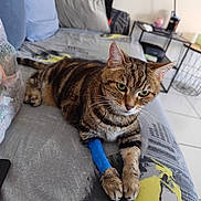Houpette participe au concours pour gagner de l'argent avec cette photo : abyssinian, adult, animal, architecture, building, cat, chair, couch, cushion, furniture, homedecor, indoors, livingroom, male, man, manx, person, pet, room, table