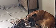 Houpette participe au concours pour gagner de l'argent avec cette photo : animal, back, bodypart, boxer, bulldog, canine, cat, dog, door, hardwood, hound, indoors, interiordesign, labradorretriever, mat, person, pet, puppy, tile, wood