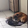 animal, back, bodypart, boxer, bulldog, canine, cat, dog, door, hardwood, hound, indoors, interiordesign, labradorretriever, mat, person, pet, puppy, tile, wood