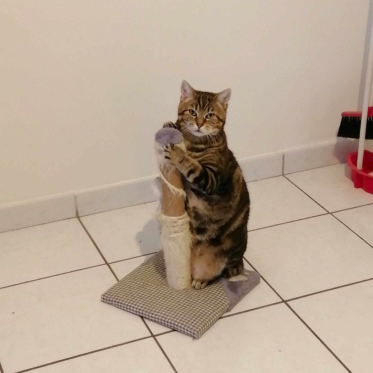 Houpette a rejoint le concours — aidez-le/la à gagner de superbes lots ! abyssinian, animal, architecture, building, cat, egyptiancat, furniture, hardwood, homedecor, indoors, interiordesign, kitten, livingroom, manx, mat, pet, plant, pottedplant, tile, wood