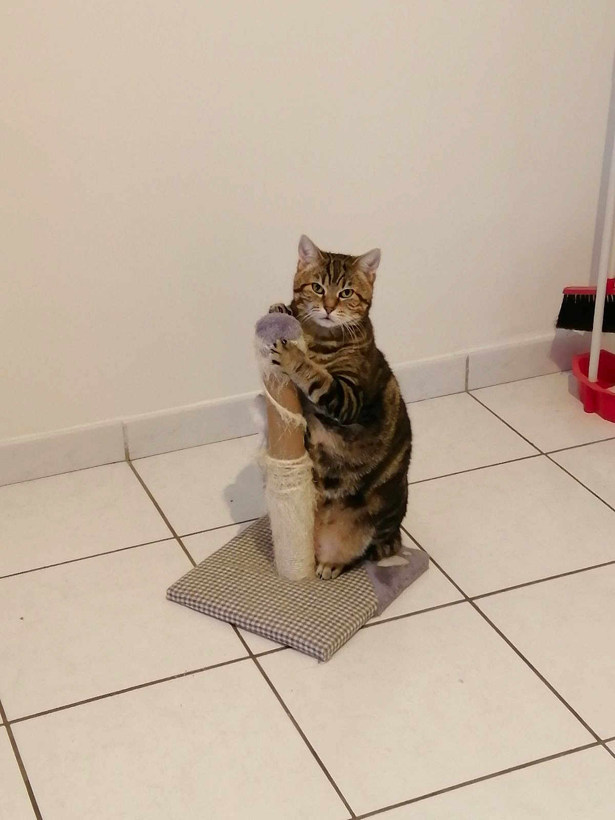 Houpette a rejoint le concours — aidez-le/la à gagner de superbes lots ! abyssinian, animal, architecture, building, cat, egyptiancat, furniture, hardwood, homedecor, indoors, interiordesign, kitten, livingroom, manx, mat, pet, plant, pottedplant, tile, wood
