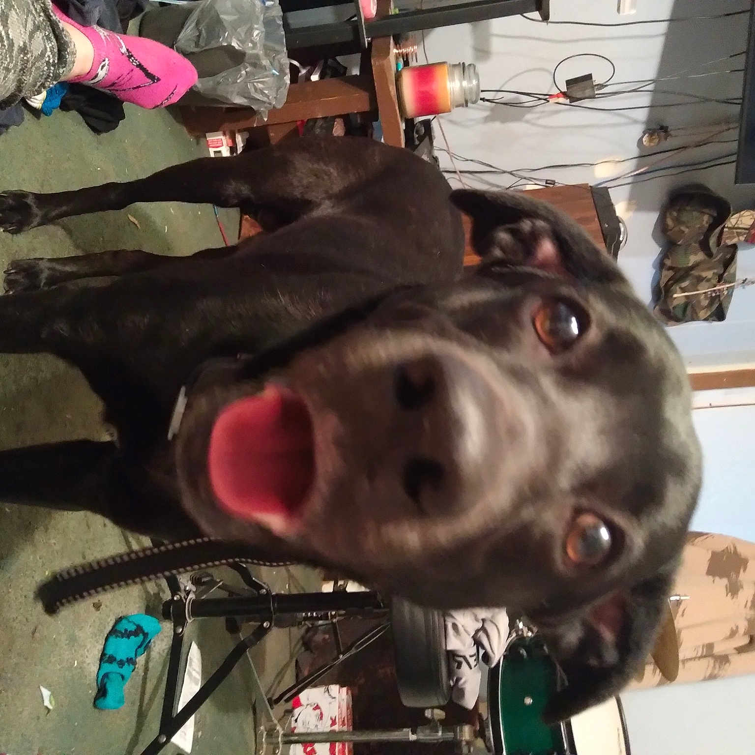 Baer joined the competition — help win amazing prizes! auto_part, canidae, carnivore, collar, companion_dog, dog, dog_breed, dog_collar, fur, guard_dog, leash, liver, non_sporting_group, pet_supply, snout, sporting_group, whiskers, working_animal, working_dog