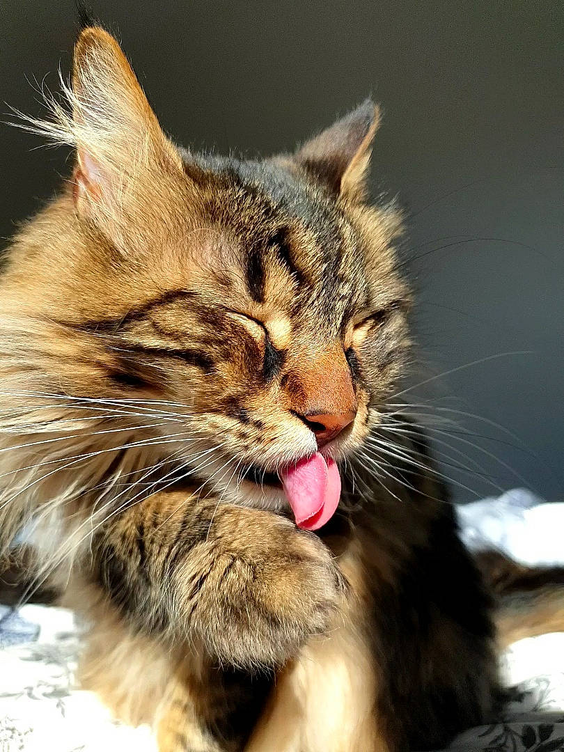 Sirius a rejoint le concours — aidez-le/la à gagner de superbes lots ! carnivore, cat, claw, close_up, domestic_short_haired_cat, felidae, fur, grass, maine_coon, paw, small_to_medium_sized_cats, snout, terrestrial_animal, whiskers, wildlife, yawn