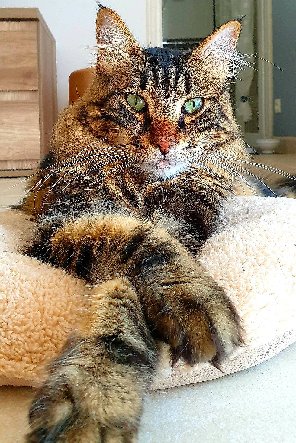 Sirius a rejoint le concours — aidez-le/la à gagner de superbes lots ! carnivore, cat, claw, comfort, domestic_short_haired_cat, felidae, fur, paw, small_to_medium_sized_cats, snout, tail, terrestrial_animal, whiskers, wildlife, window