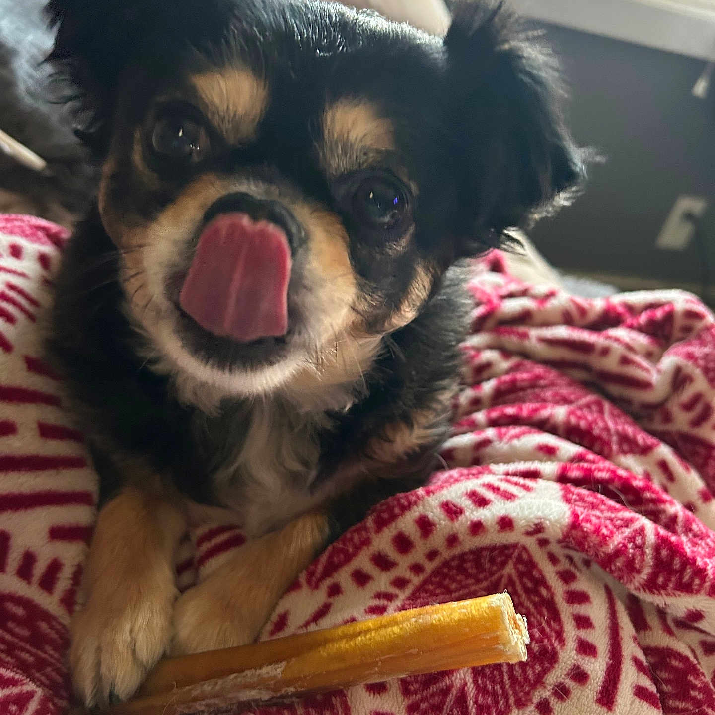 Tilly joined the competition — help win amazing prizes! animal, ball, blanket, bodypart, canine, couch, cushion, dog, face, furniture, head, homedecor, mouth, person, pet, photography, portrait, puppy, sport, tennis