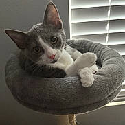 Pippie joined the competition — help win amazing prizes! animal, cat, cat_bed, cat_tree, cozy, cute, ears, feline, fur, gray_cat, indoor, looking, natural_light, paws, pet, relaxed, resting, whiskers, white_cat, window_blinds