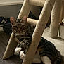 cat, tabby_cat, indoor, cat_tree, carpeted, wooden_floor, relaxed, paws, sitting, furniture, shelf, pet, animal, cute, whiskers, ears, tail, home, cozy, domestic_cat